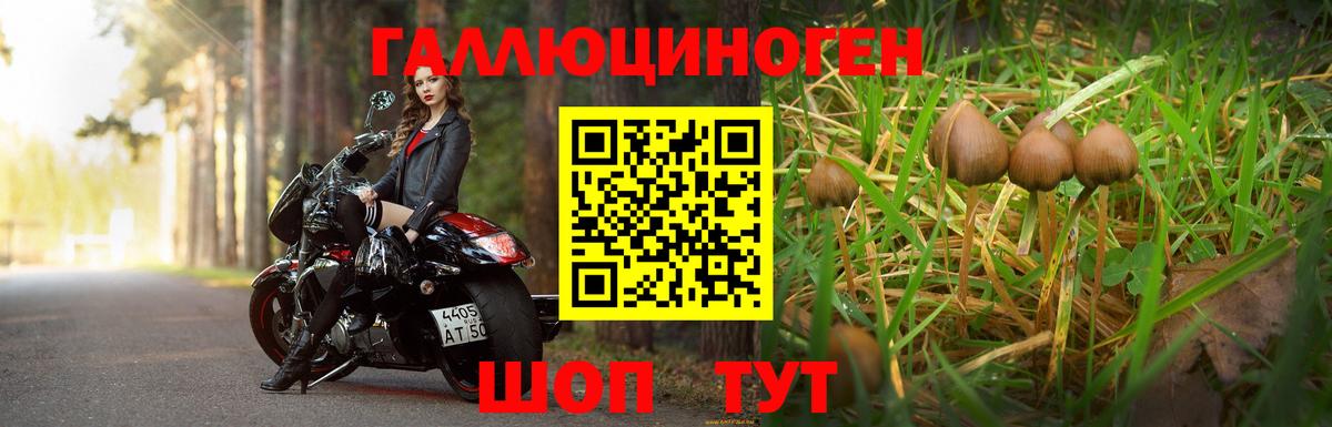 Галлюциногенные грибы Psilocybine cubensis Киров